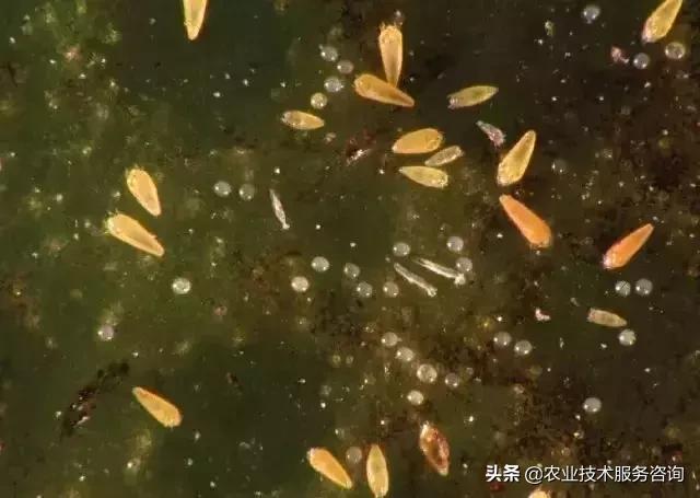 柑橘虫害高清图谱及防治方法,柑橘虫害物理消灭