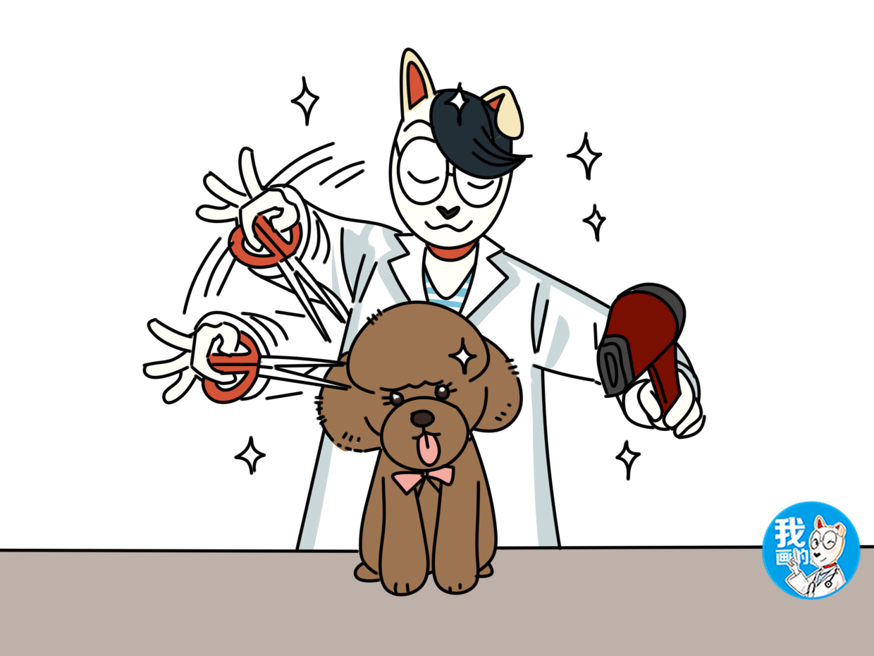 泰迪被认成比熊被揭穿,家喻户晓的泰迪为什么会跌落神坛