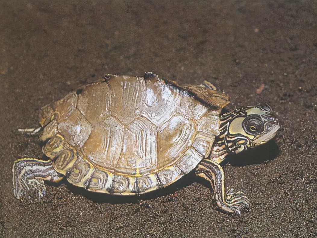 龟类大百科,大眼睛龟类