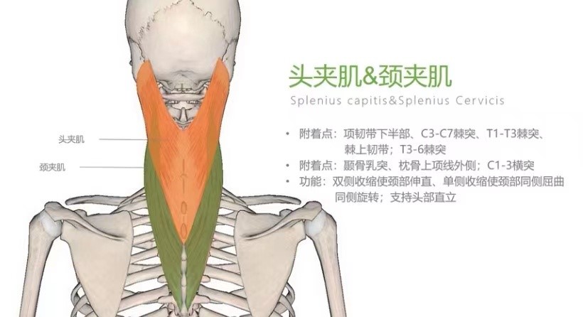 头晕脑胀后脖颈僵硬挂什么科,头晕脑胀颈后僵硬教你几招来缓解