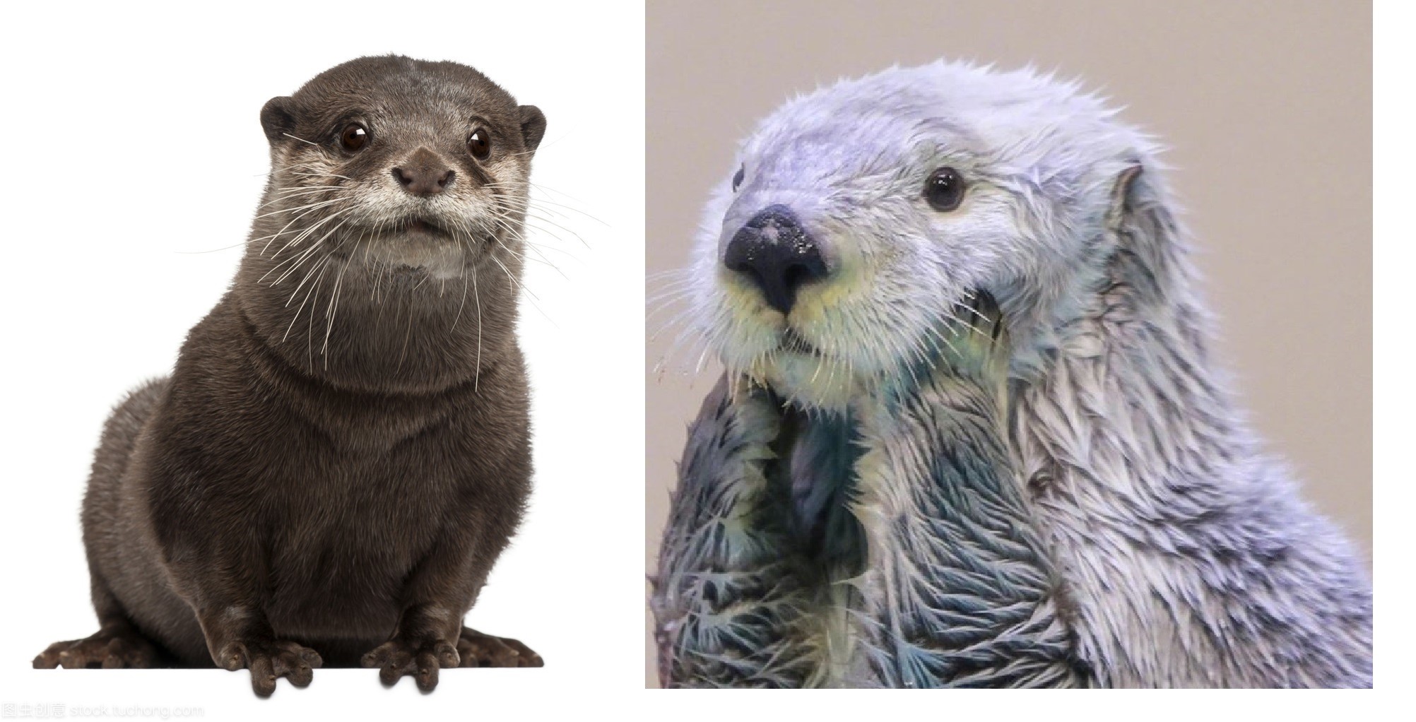 海獭吃海胆其实是在拯救海洋,海獭吃海胆和贝类