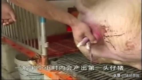 母猪难产用手掏过还能继续喂吗,母猪难产用脚踩哪个部位最合适