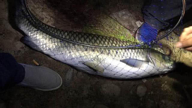 草鱼受伤怎么恢复,10斤草鱼手指受伤