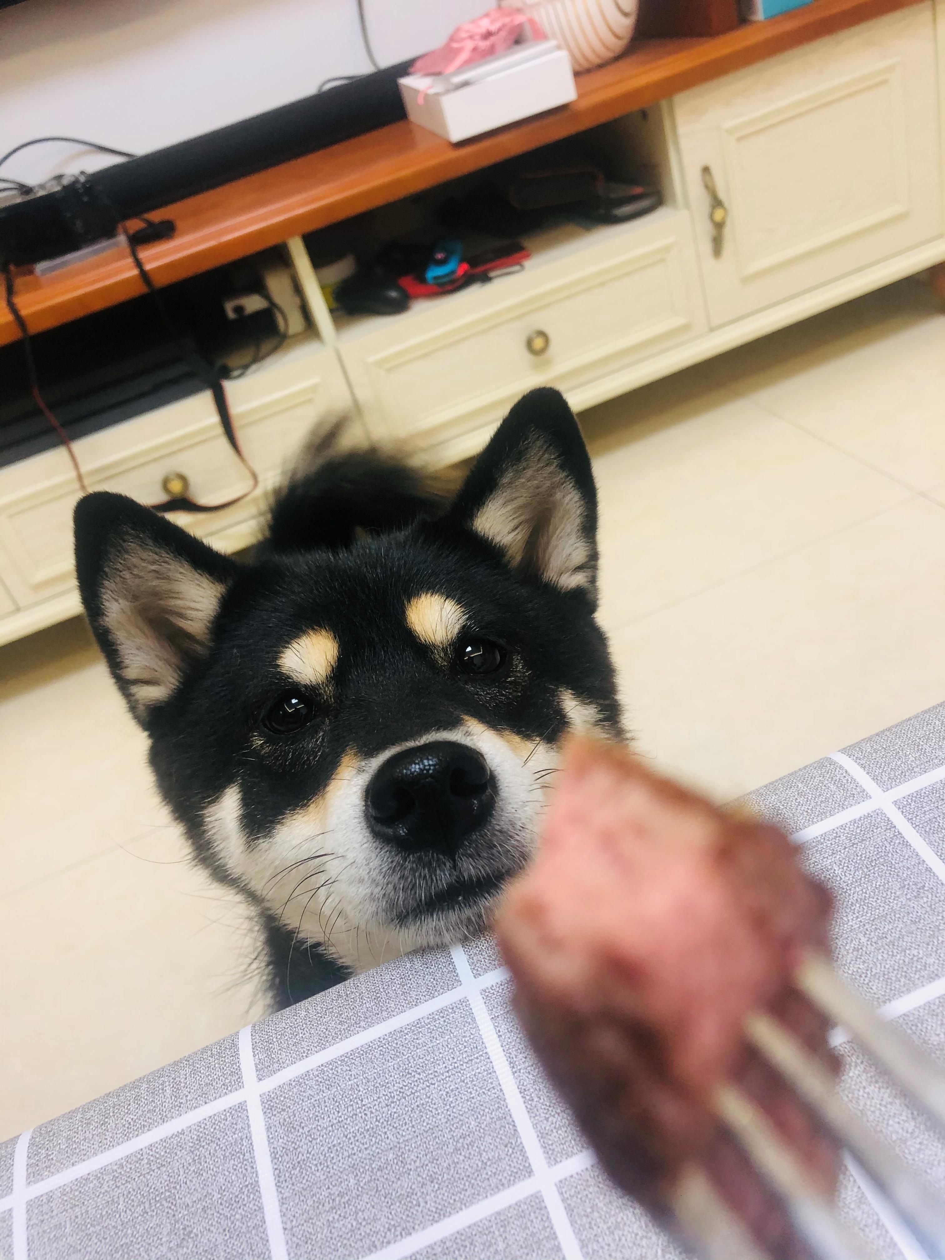 过年加餐？小心喂坏肚子——玻璃胃狗子的喂养心路历程