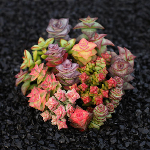 100种常见多肉植物图鉴收藏,1000种多肉植物图鉴及名字