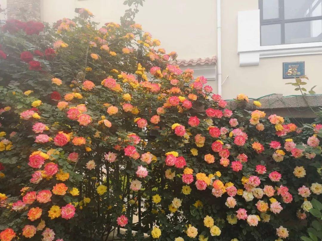 院子花架最适合的花,花架子摆什么绿植好看