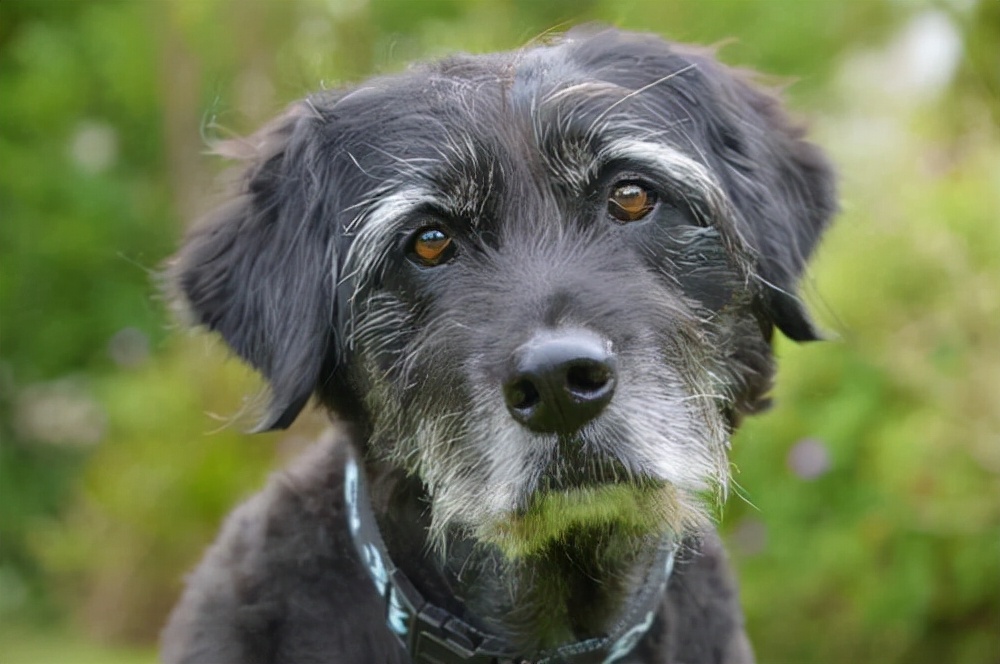 狗狗年纪大宫颈蓄脓怎么办,狗狗年纪大了怎么喂食