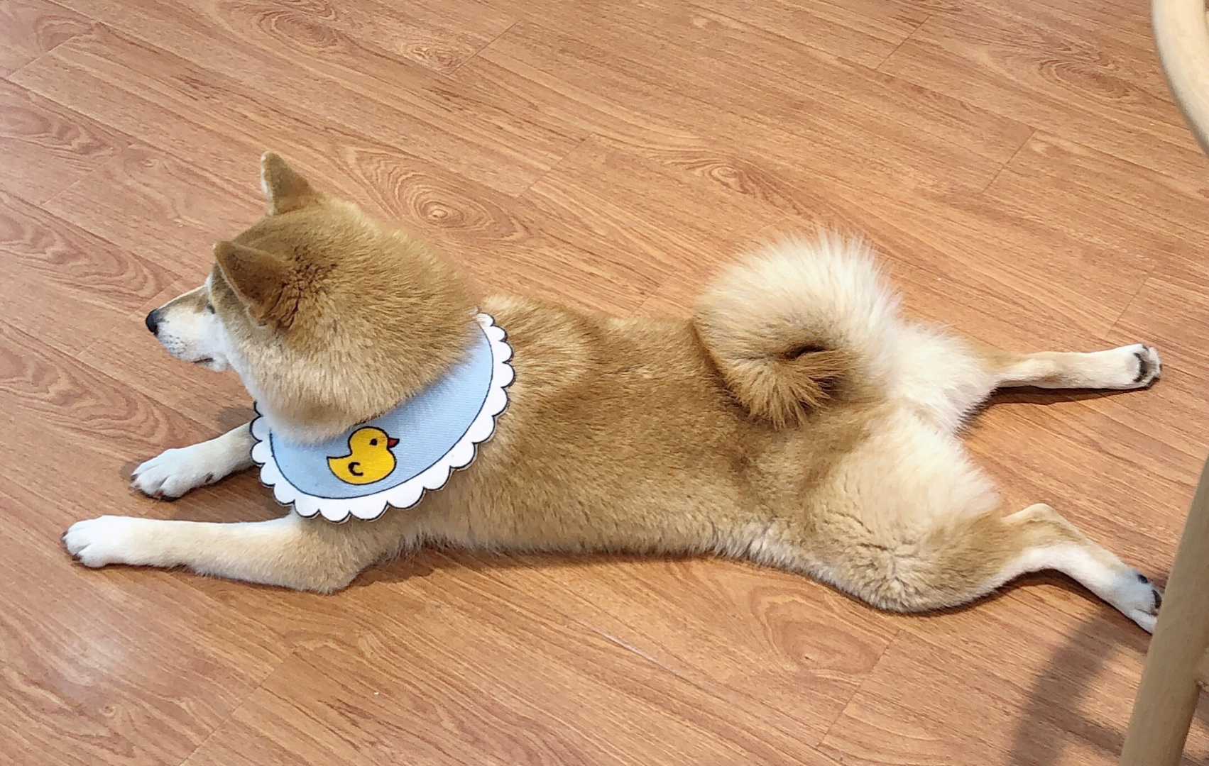 南通柴犬犬舍,上海狗咖馆推荐柴犬