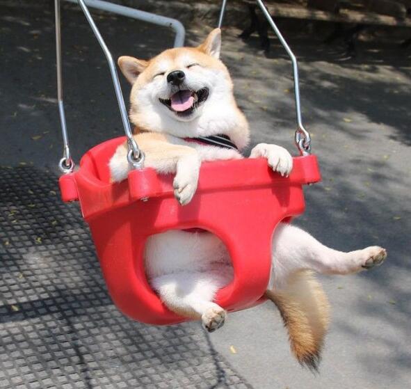 狗狗一生最想做的8件事,这25件小事狗狗最希望主人知道