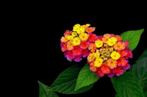 【食药科普大讲堂】不看不知道！岭南宝藏中药材图鉴（三）