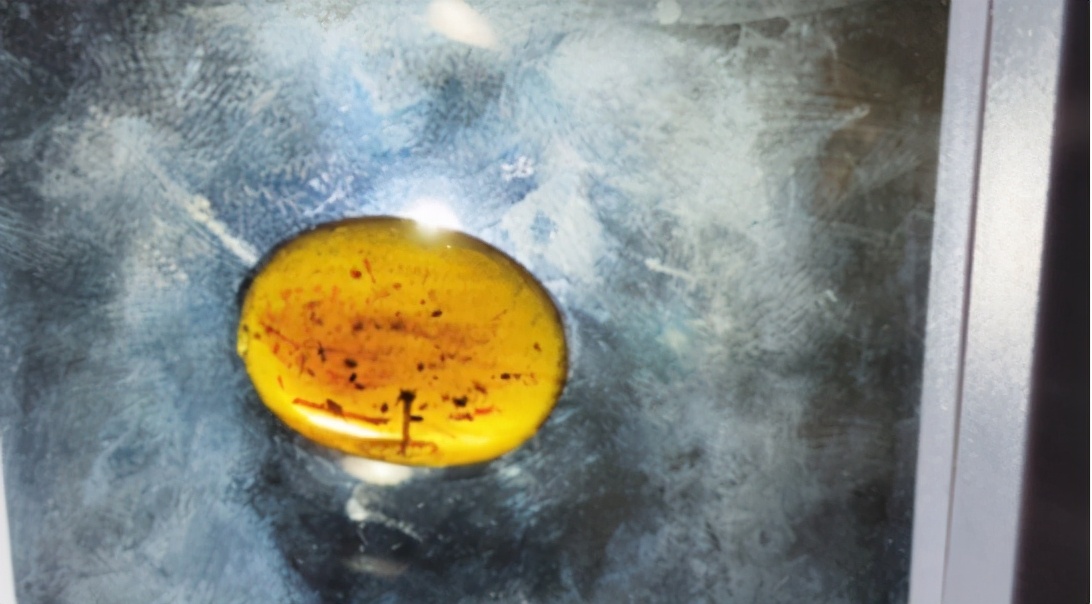 显微镜观察人类精子放大100倍,琥珀里的大型生物