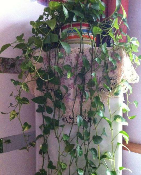 绿萝怎么养才能使它绿油油的,绿萝怎么养才能更旺盛叶子更翠绿