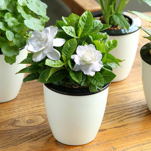 冬天也能扦插“栀子花”，用个塑料瓶就生根，来年花香满屋