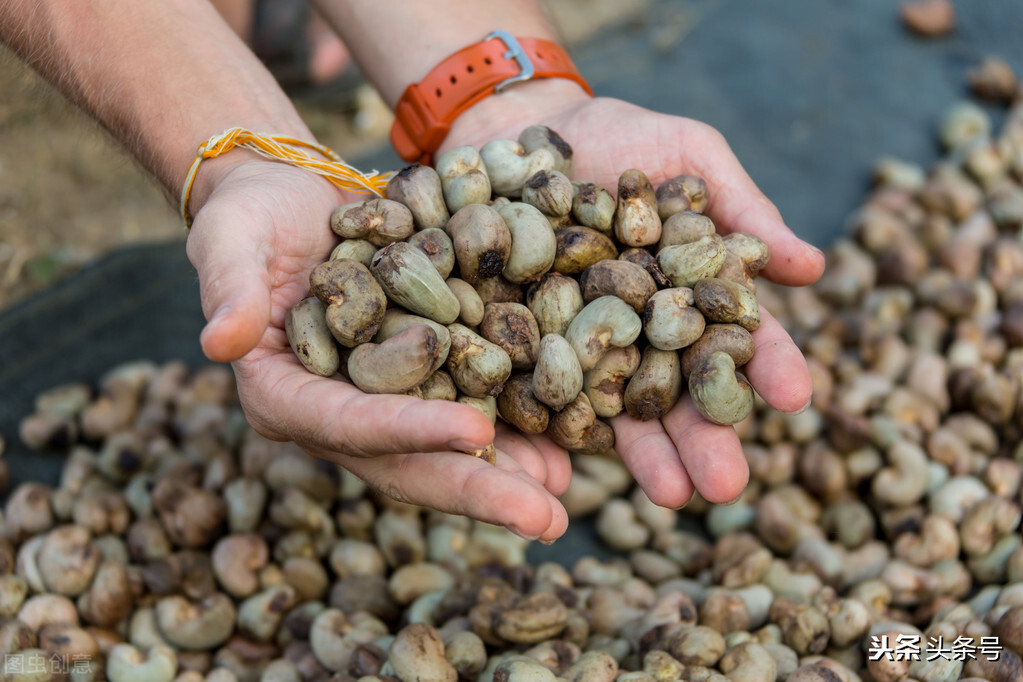 舌尖上的美食坚果,舌尖上的坚果有哪些