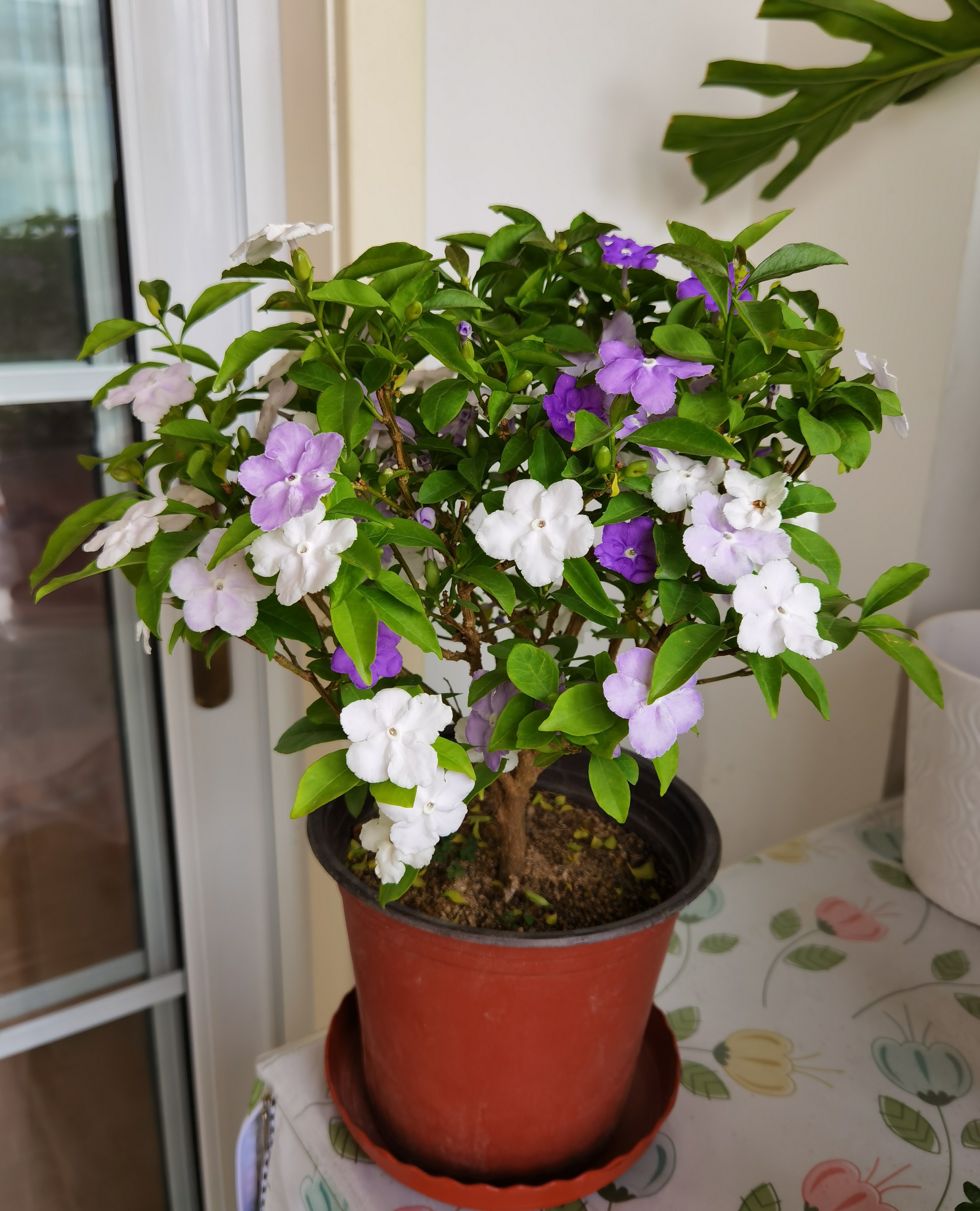 室内盆栽“新宠”—鸳鸯茉莉,树姿优雅,一树多色花,花香飘满屋