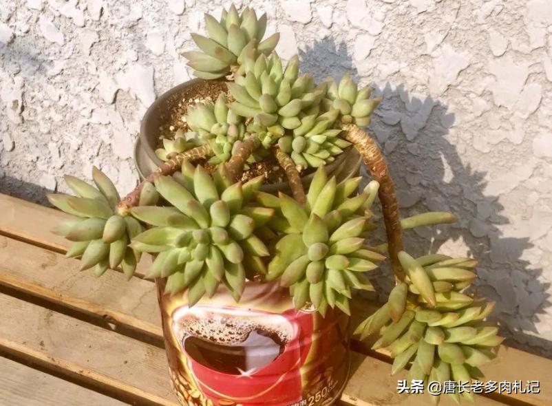 多肉千佛手用什么花盆好看,多肉千佛手好养吗