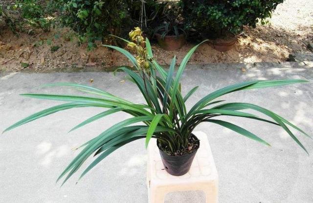 什么兰既好养开花又香,最好养的兰花四季兰介绍