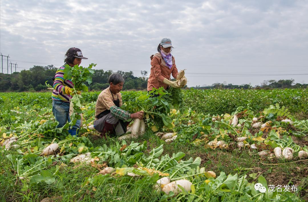 茂名市前二季度gdp2021,茂名市各季度gdp增长情况