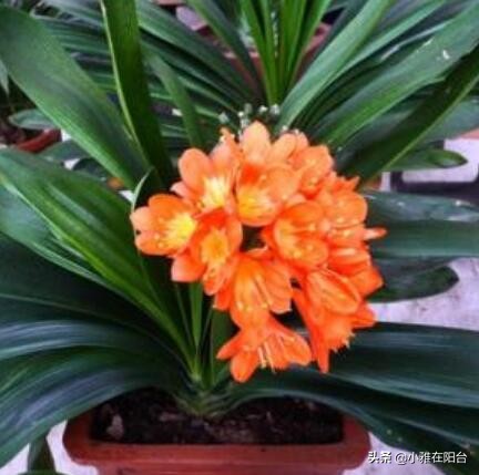 君子兰怎么养出宽大肥厚的叶片,君子兰怎么样养才长得茂盛