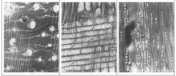 带你了解真正的印度,老料紫檀和印度小叶紫檀的区别