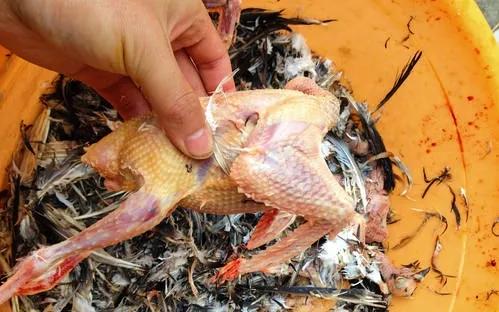 鸽子是怎么杀的,鸽子怎么杀的