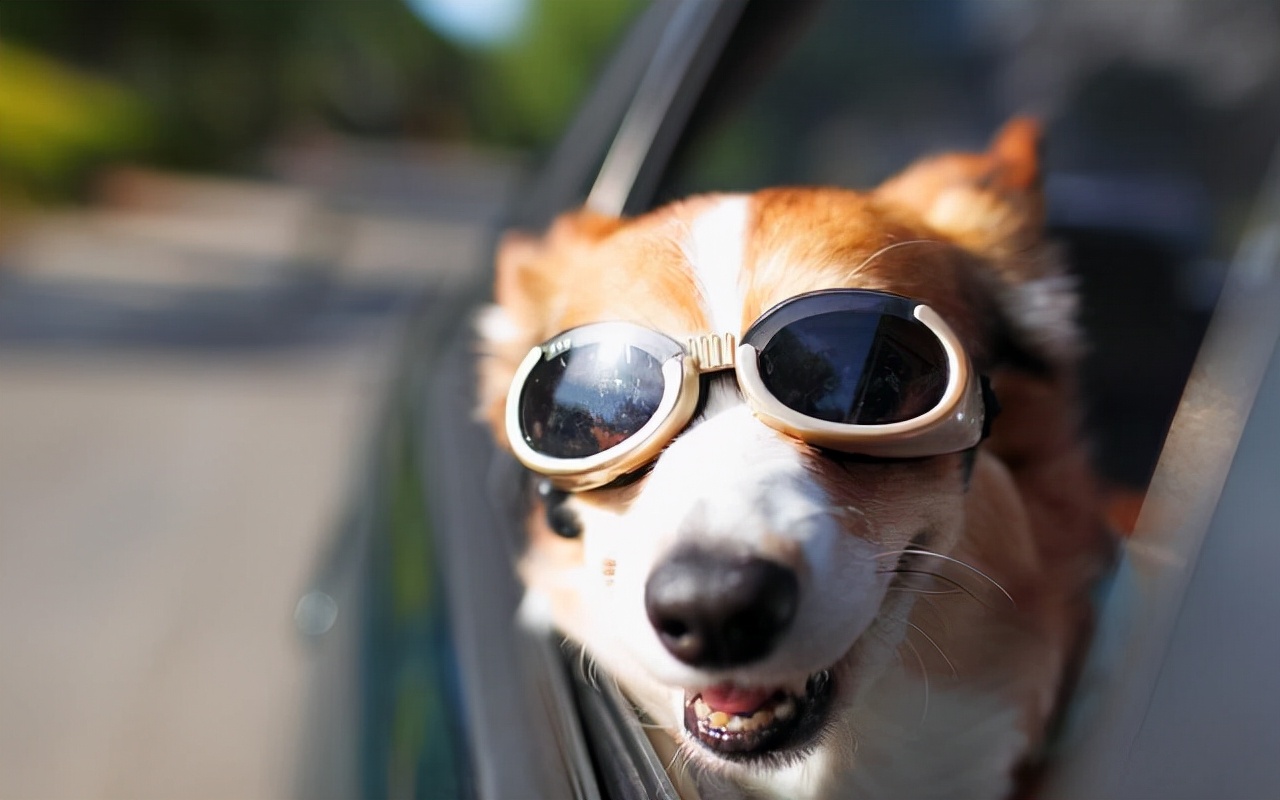 做好狗狗肠胃养护远离秋冬季腹泻,怎样做好狗狗洗护工作