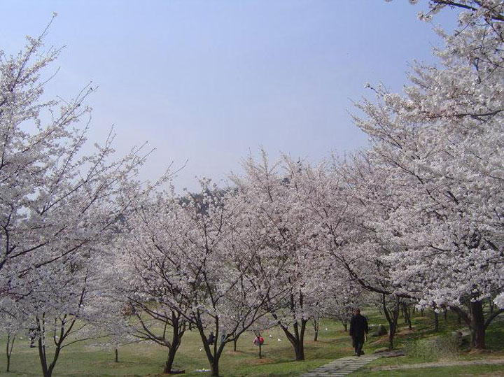 染井吉野跟一般的早樱有什么区别,染井吉野樱是常绿还是落叶