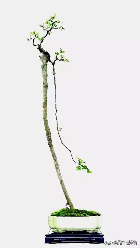 盆景跌价,盆景跌枝怎么解决