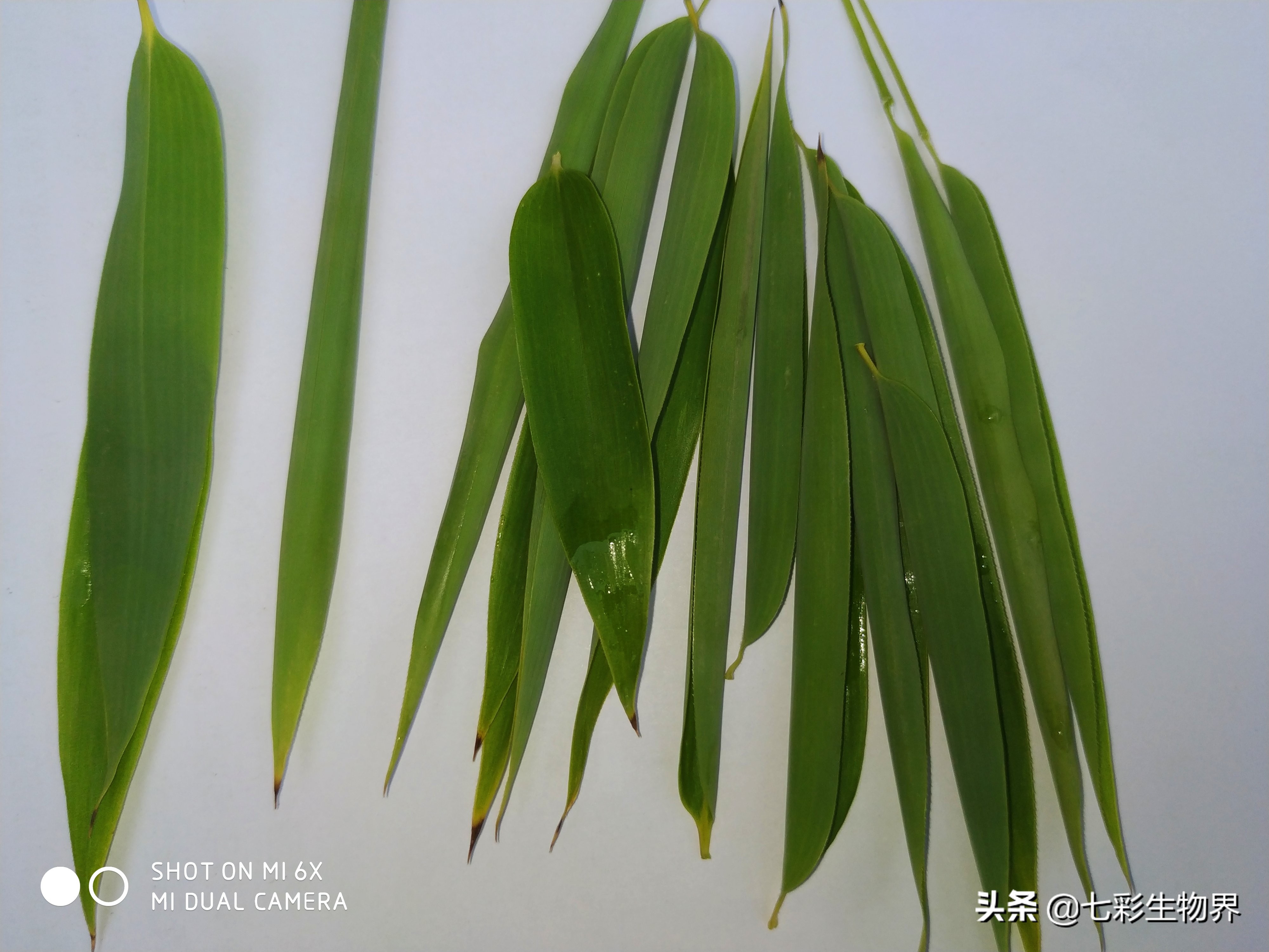 清热解暑就喝竹叶薄荷茶,竹叶茶可以去火去湿嘛