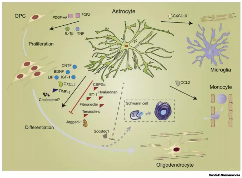 理解星形胶质细胞钙信号:从获取到诠释|脑科学顶刊导读64期