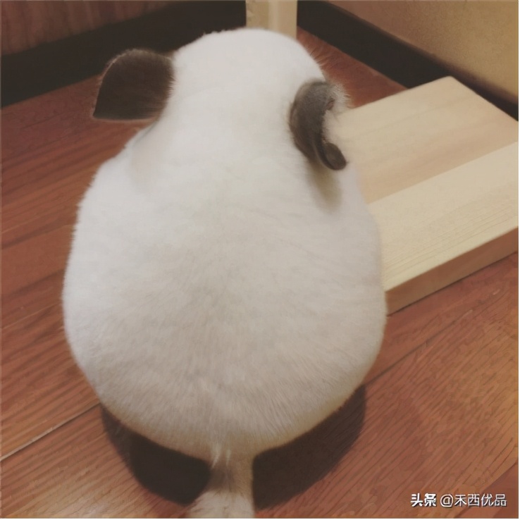 龙猫不能吃的食物清单,龙猫千万不能吃什么