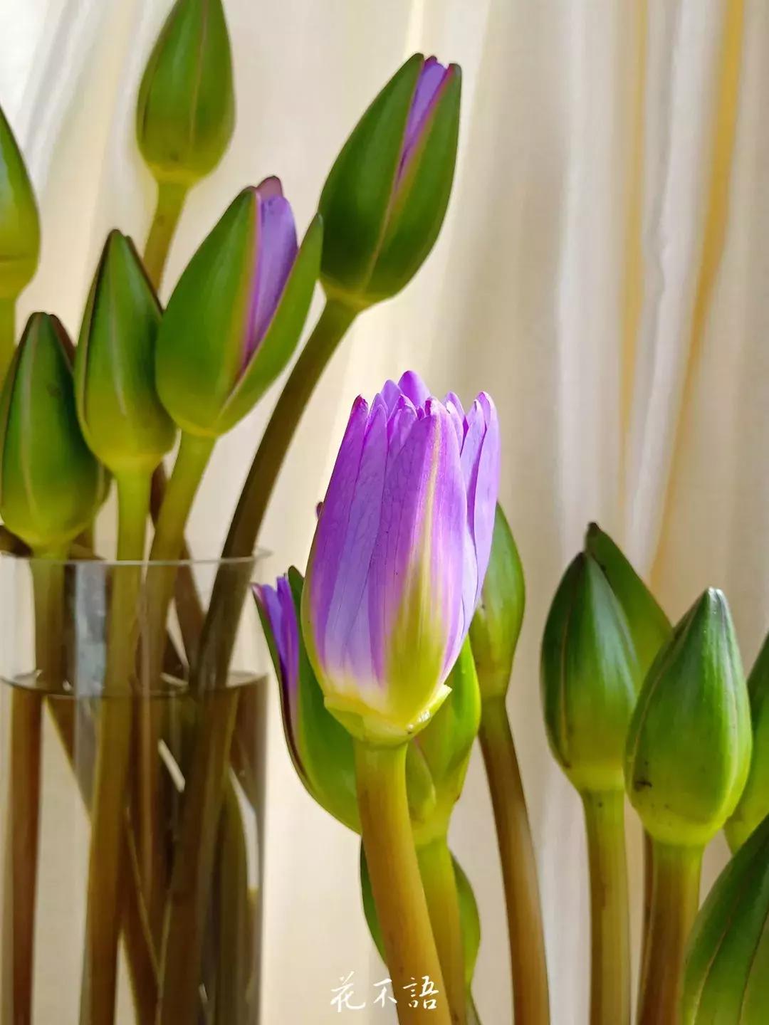 睡莲9月的养护,睡莲的养护方法文字