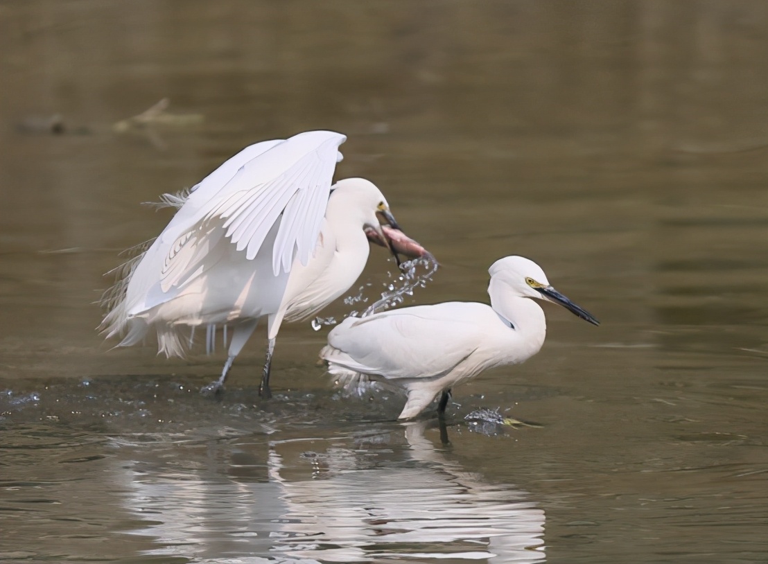 夜鹭栖居鹭岛国际社区：鸟类专家点赞成都“公园城市”建设