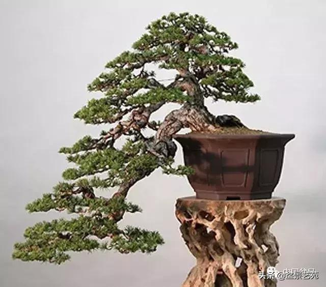 回旋飘枝盆景,带飘枝的室外盆景