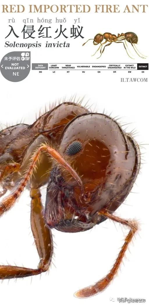 消灭入侵红火蚁,红火蚁入侵完整版