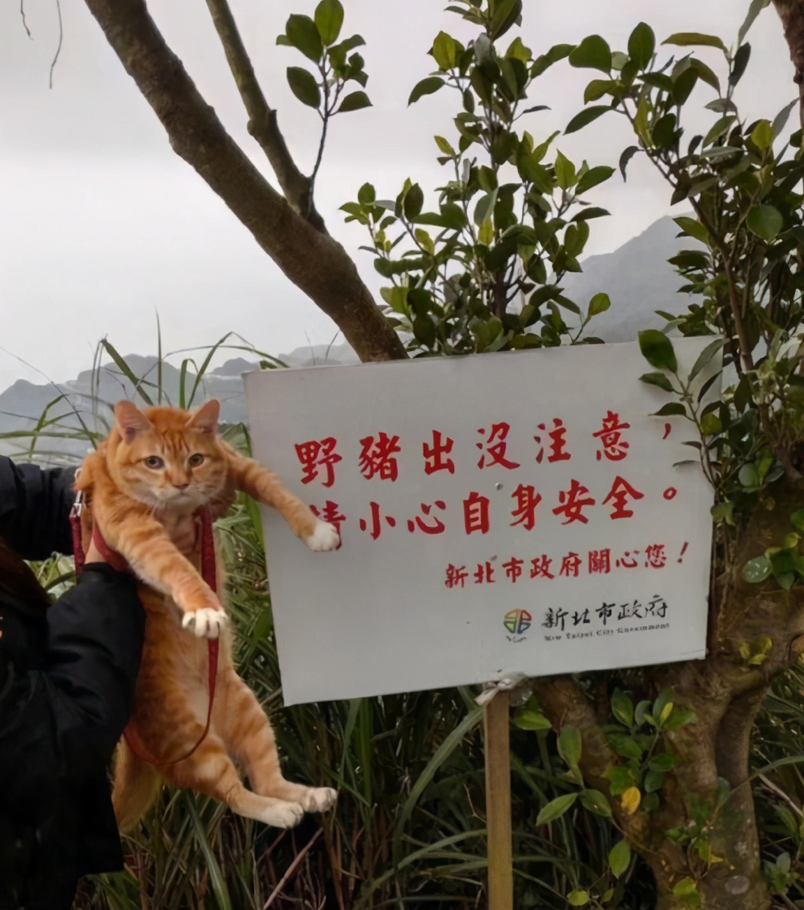 液体猫和橘猫,橘猫是液体猫吗