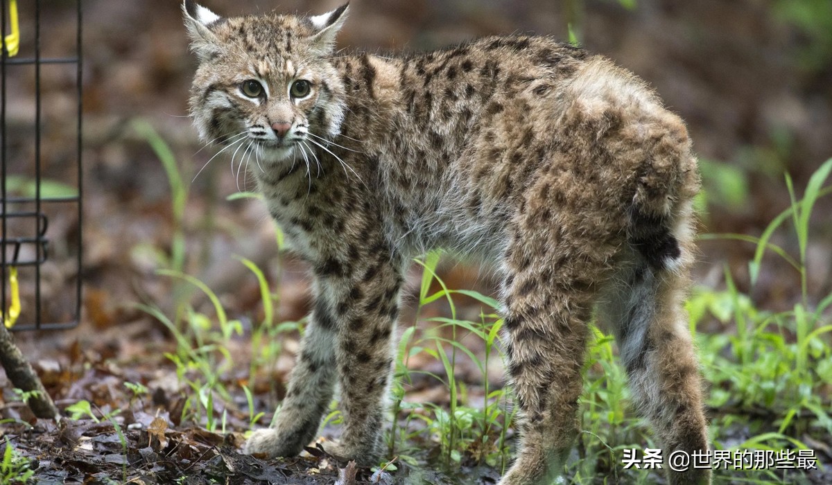 猫科动物日常捕食,大型猫科猛兽的进食