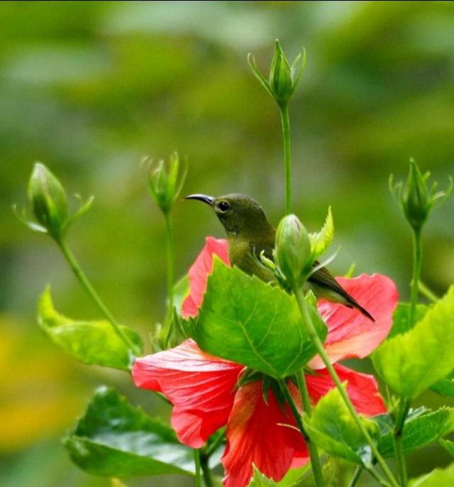 太阳鸟品质,太阳神鸟绝美