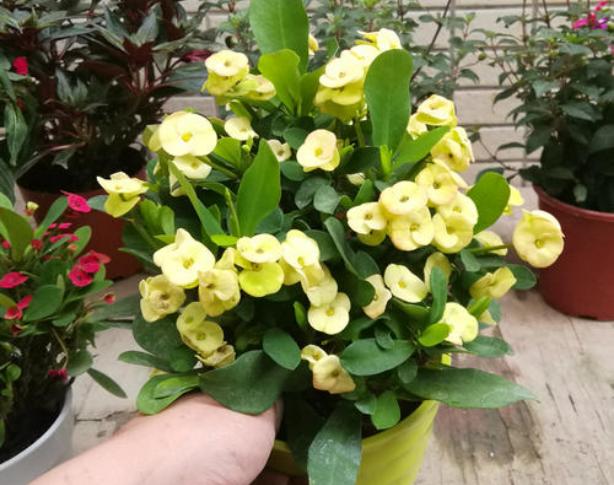 虎刺梅花有毒吗可以在卧室养吗,虎刺梅有毒吗