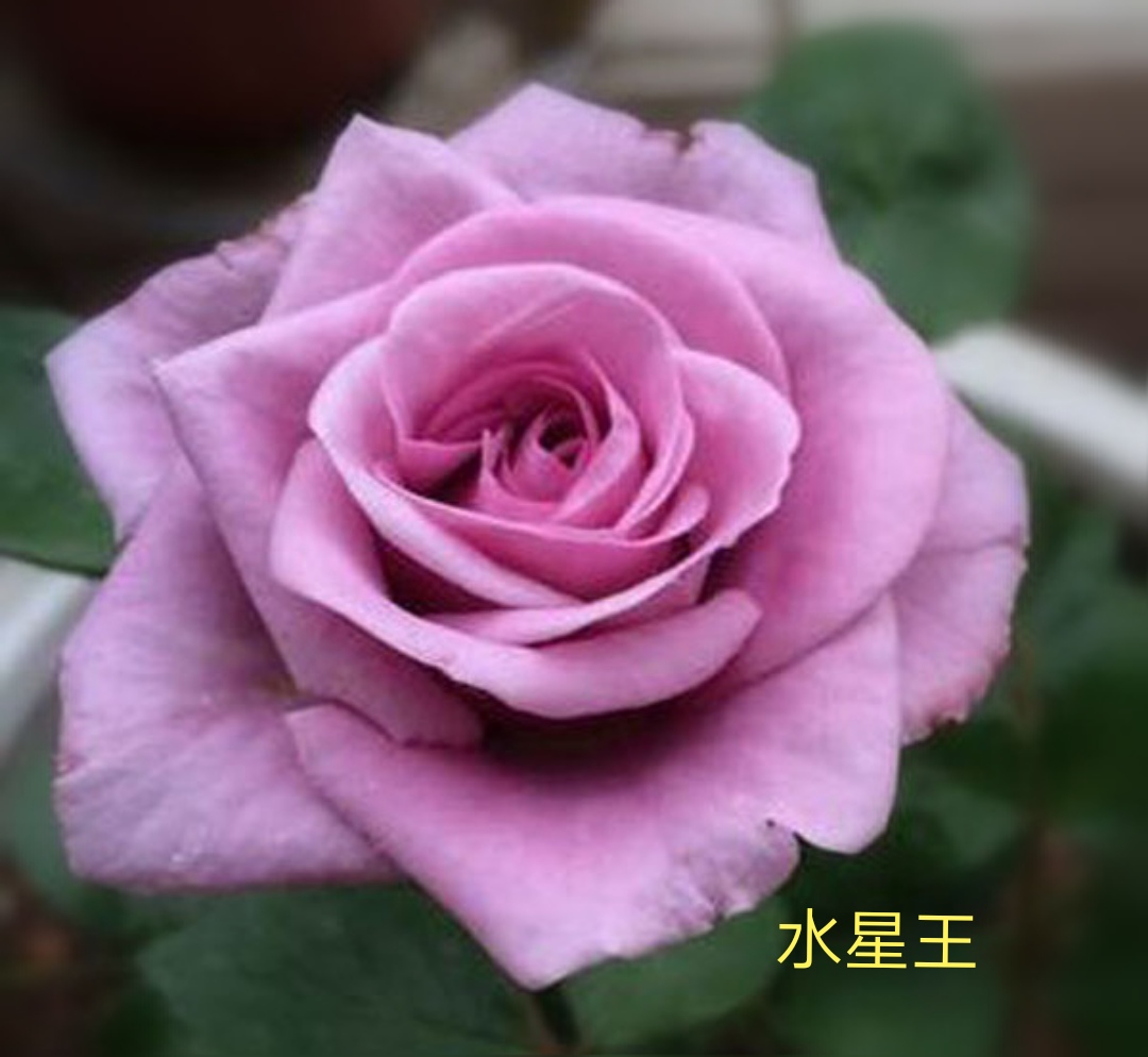 阳台系列月季品种大全,微型月季藤本月季