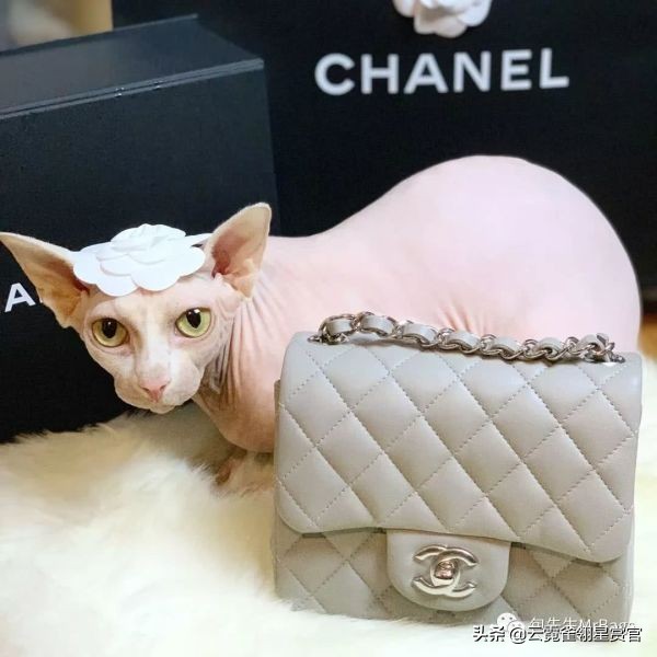 好看又大的宠物包,超好看的宠物包