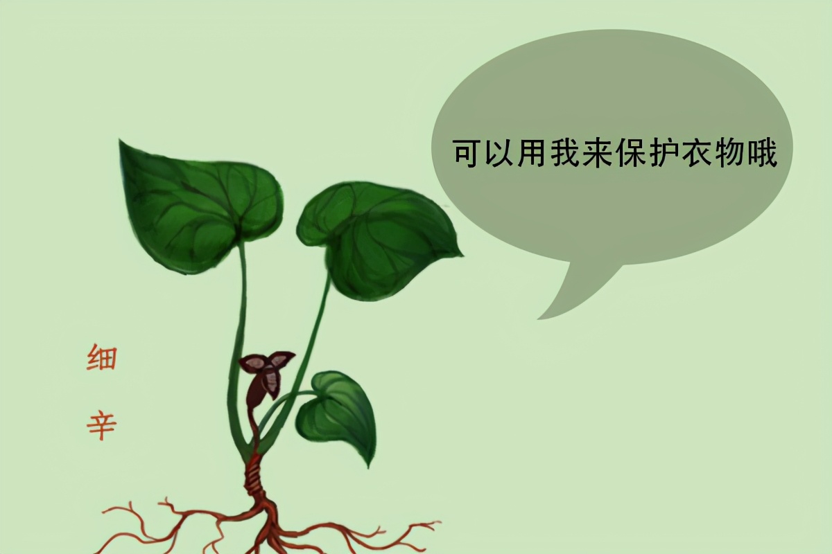 衣服被虫蛀该怎么办？蛀食衣物的虫子又是什么呢？