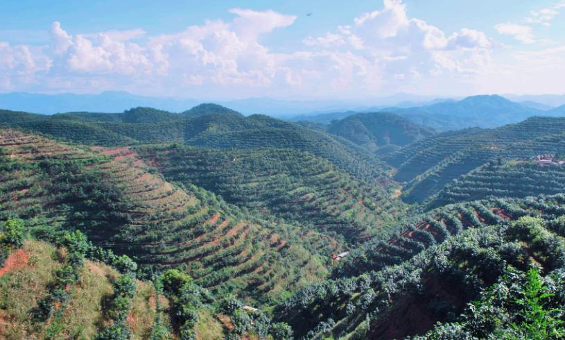 西双版纳热带雨林就是原始森林吗,西双版纳离城区近的原始沟谷雨林