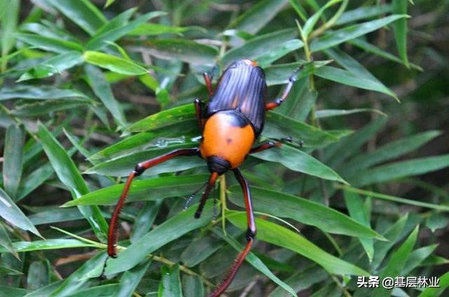 竹林常见病虫害防治,竹林害虫