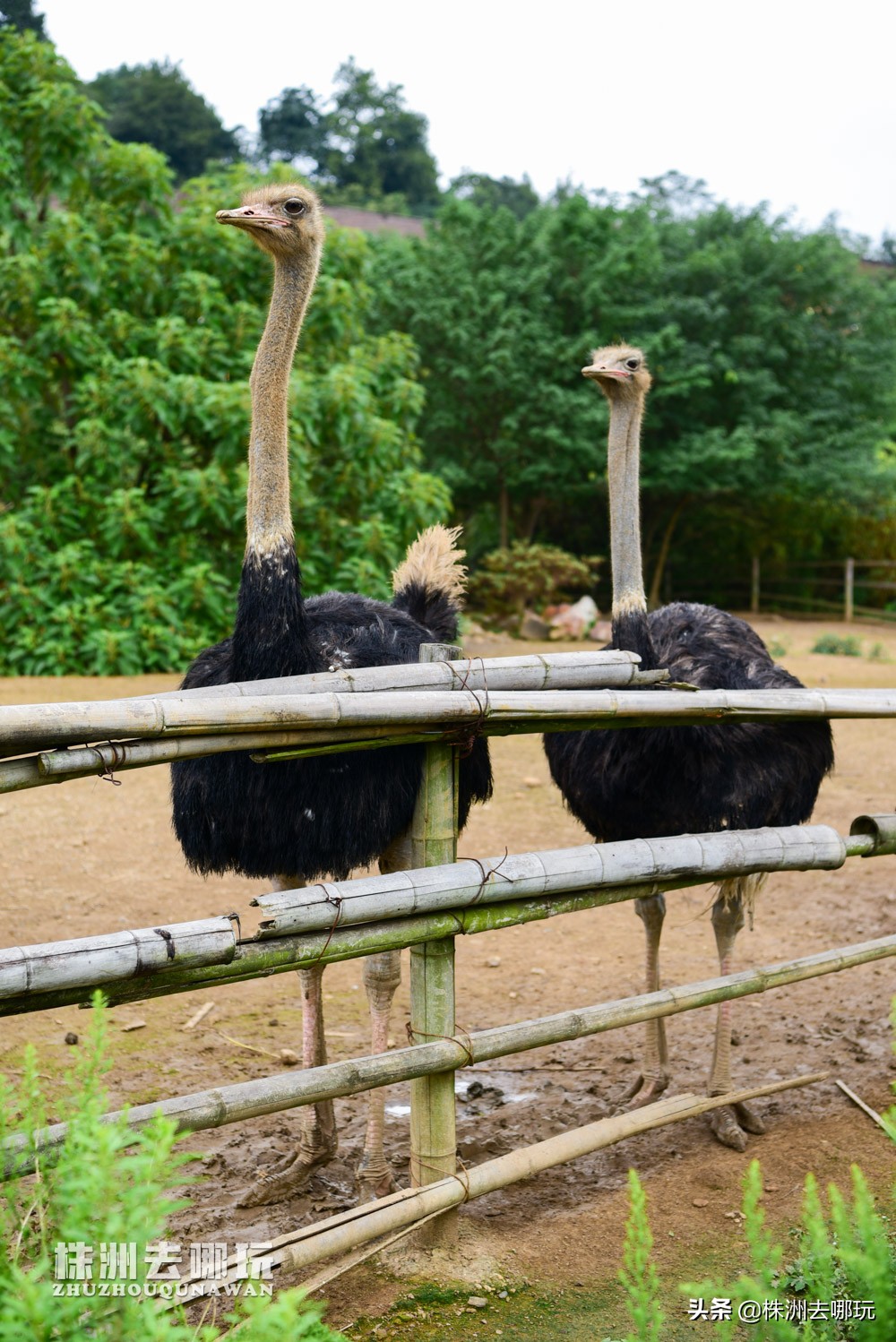 株洲哪里有好玩的度假山庄,株洲田园山庄
