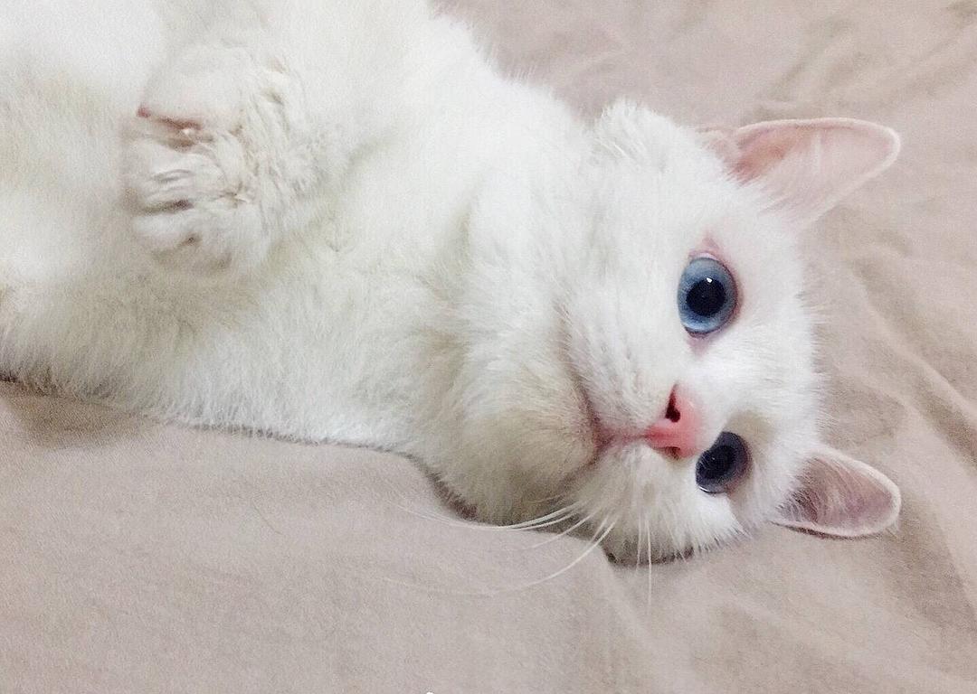 中华田园橘白猫脾气好吗,中华田园白猫配什么猫