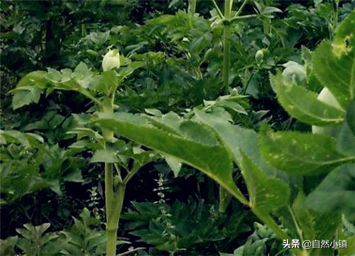 白芍种植技术与价格,中药材种植白芍的前景如何