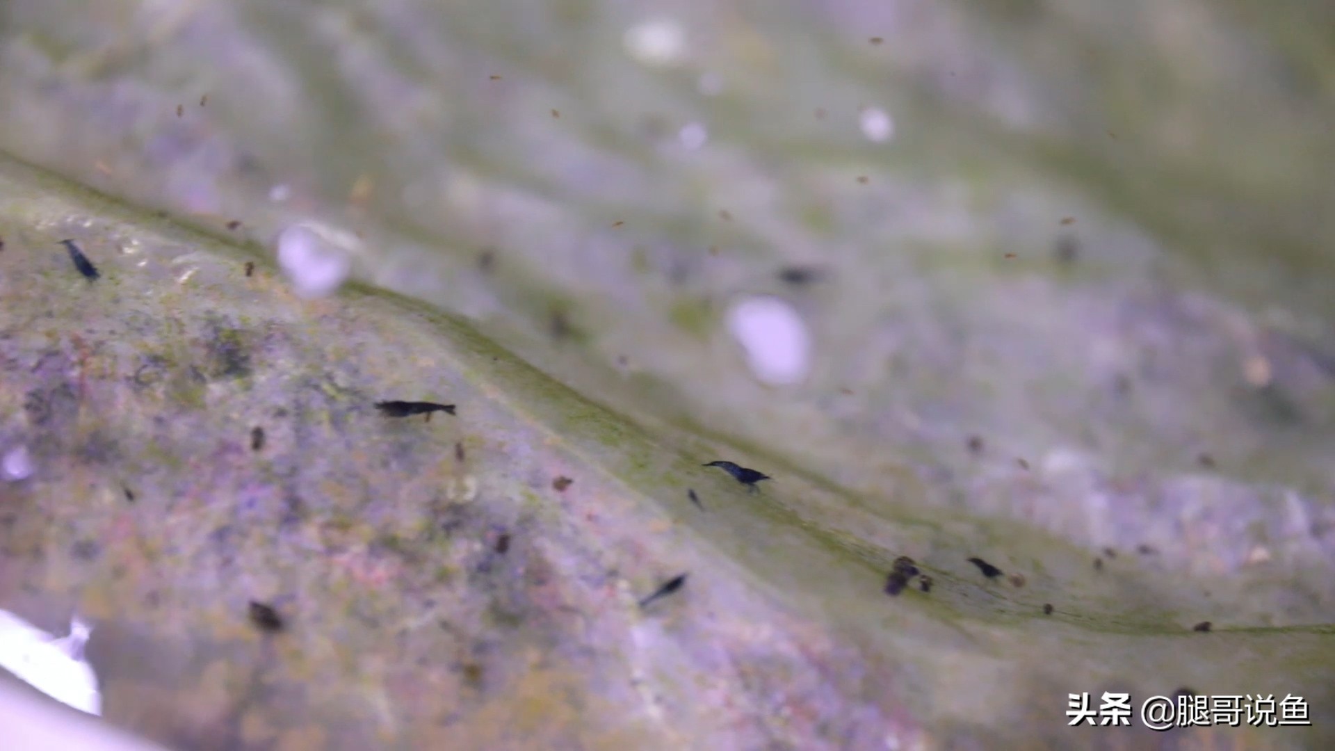 十大养不死的观赏虾品种,蓝宝石虾是不是养单一品种比较好