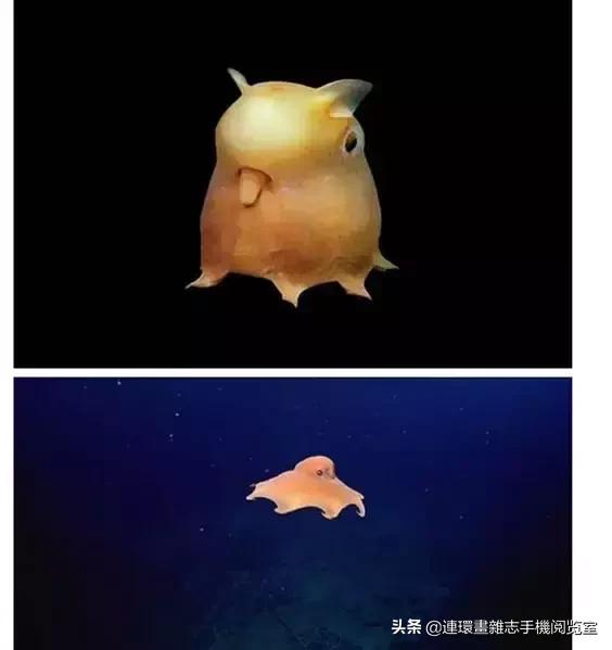 这60种罕见动物你见过几个,60种灭绝的动物