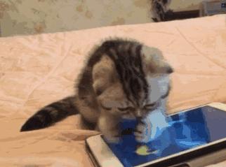 你可能不知道自己有多幸福,有猫陪伴的日子可真幸福